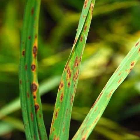 Leaf spot fungal disease