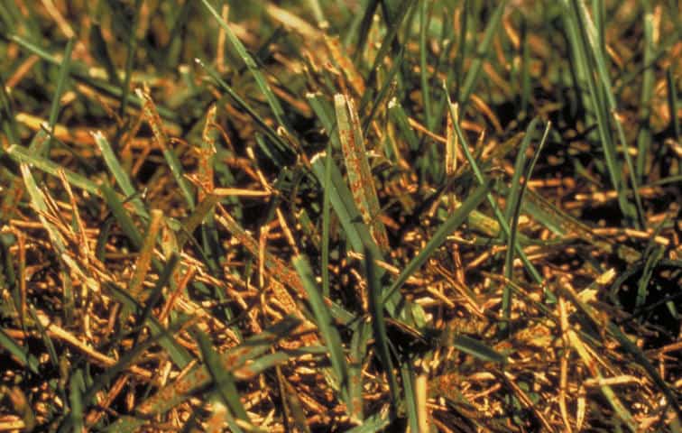 Rust on grass blades