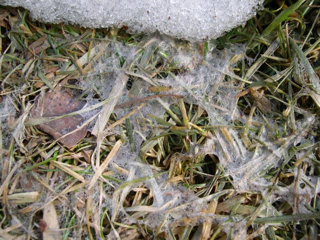 Lawn snow mold