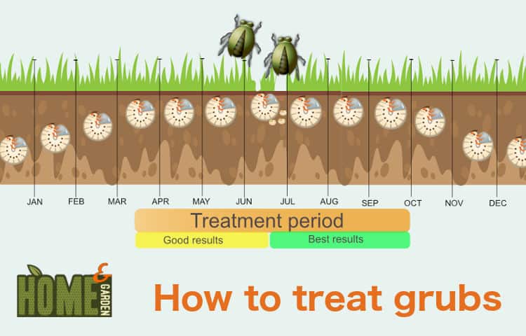 Home and Garden | How to get rid of grubs | prevent grubs in your lawn