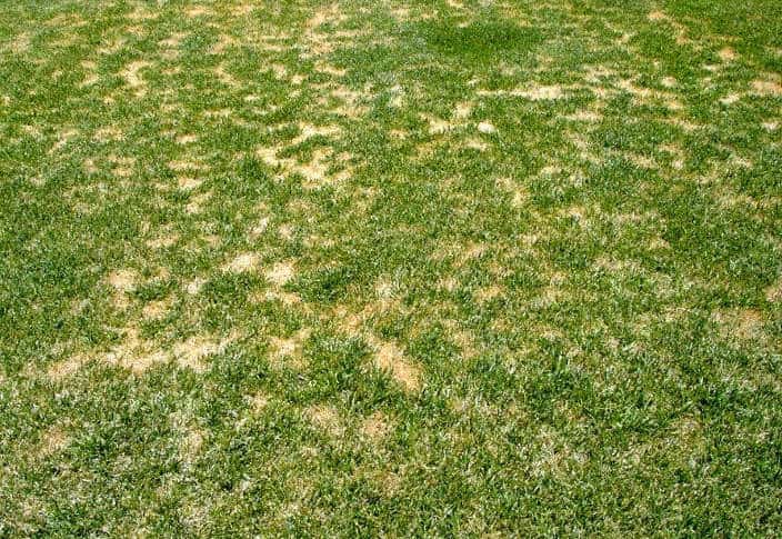 home-and-garden-lawn-care-how-to-treat-lawn-fungus-fungicides