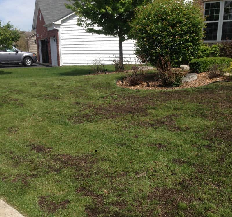 Top dress shop lawn with compost