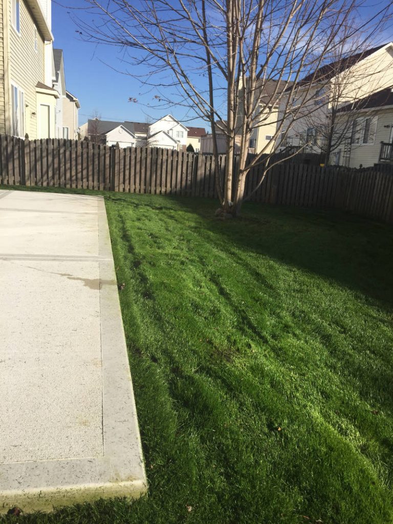 After lawn renovation