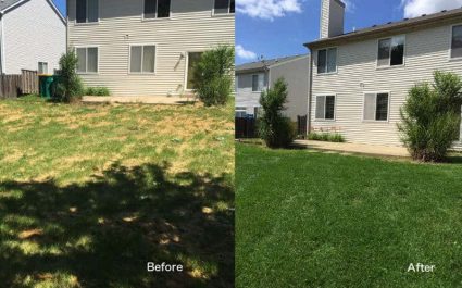 Before and after of damaged lawn. Fertilizer, Aeration and Overseeding