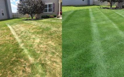 Before and after core aeration and overseeding