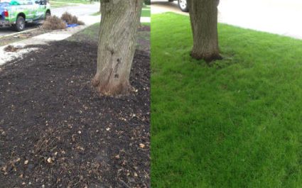 Ivy removal, topdressing plus overseeding.