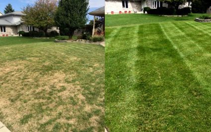 Lawn top dressing with compost - before and after picture