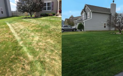 lawn-renovation-overseeding