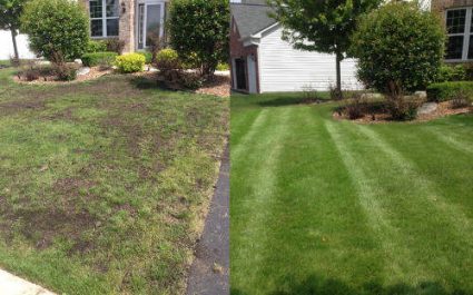 Lawn renovation services